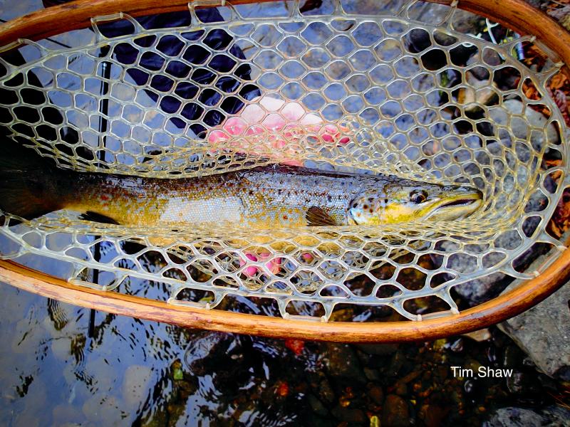 Brook Trout Waters Downeast Trout Unlimited